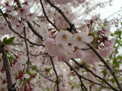 Jinhae Blossoms › April 2004.