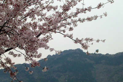 Jinhae Hill View of Blossoms ›
  April 2004.