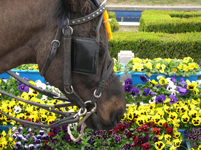 Jinhae Horse › April 2004.