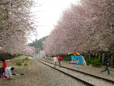 Blossoms in Jinhae › April 2004.