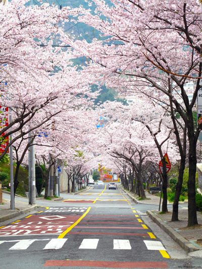 Cherry Blossoms, Yeong-Do ›
  April 2010.