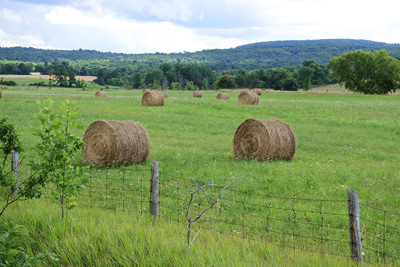 Hay Bales, near Collingwood › July 2018.